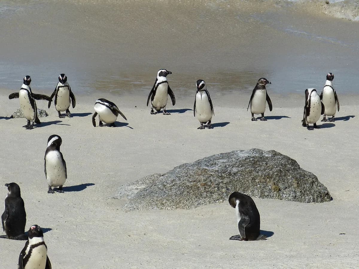 south africa, nature, cape town, cape, cape peninsula, penguin, kappinguin, bird, sea, ocean, cape of good hope, coastal landscape, coast, landscape, sea bay, indian ocean, beach